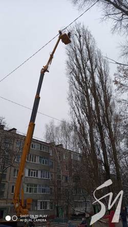 У Чернігові комунальники врятували кота, який застряг на верхівці тополі У Чернігові комунальники врятували кота, який застряг на верхівці тополі
