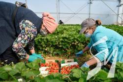 У Польщі гостра нестача робочих рук - готують чартери для українців У Польщі гостра нестача робочих рук - готують чартери для українців