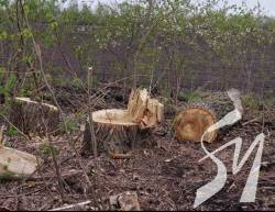У Борзнянському районі невідомі особи незаконно зрубали 663 дерева У Борзнянському районі невідомі особи незаконно зрубали 663 дерева