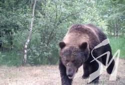 У Чорнобильській зоні вперше за 100 років з'явилися ведмеді. ВІДЕО У Чорнобильській зоні вперше за 100 років з'явилися ведмеді. ВІДЕО