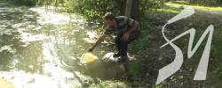 Вода лише там, де бобри загатили: у селах Сосницького району зникла вода Вода лише там, де бобри загатили: у селах Сосницького району зникла вода