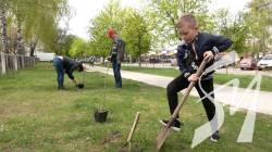 250 дерев висадили одночасно у 25 локаціях міста: у Чернігові пройшла акція з озеленення