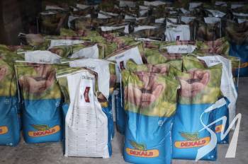 На Чернігівщині фермери безкоштовно отримають насіння озимого ріпаку