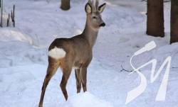 Зооволонтерська ініціатива Uanimals оголосила збір на порятунок Національного природного парку в Ічн Зооволонтерська ініціатива Uanimals оголосила збір на порятунок Національного природного парку в Ічн