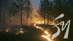 Пожежі через російські обстріли в лісах прикордоння на Чернігівщині: яка ситуація