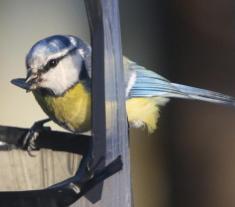   (. Parus caerueleus)